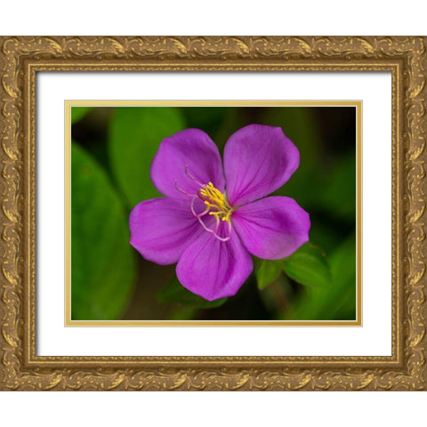 Fiji-Vanua Levu Purple flower with yellow stamens Gold Ornate Wood Framed Art Print with Double Matting by Merrill Images