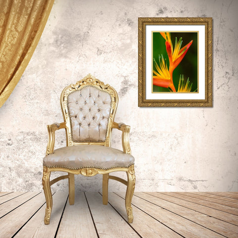 Fiji-Vanua Levu Close-up of Bird Of Paradise plant Gold Ornate Wood Framed Art Print with Double Matting by Merrill Images