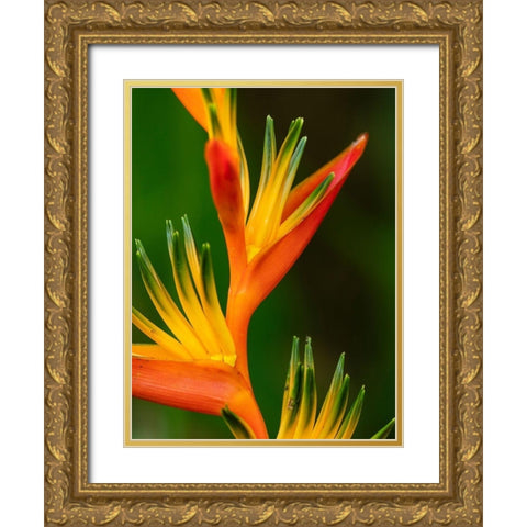 Fiji-Vanua Levu Close-up of Bird Of Paradise plant Gold Ornate Wood Framed Art Print with Double Matting by Merrill Images
