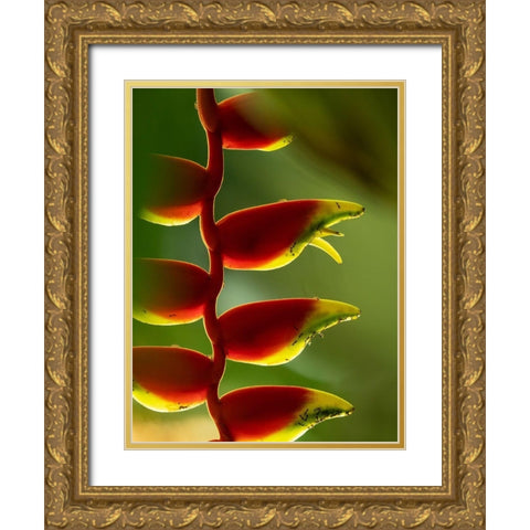 Fiji-Vanua Levu Close-up of Heliconia plant Gold Ornate Wood Framed Art Print with Double Matting by Merrill Images