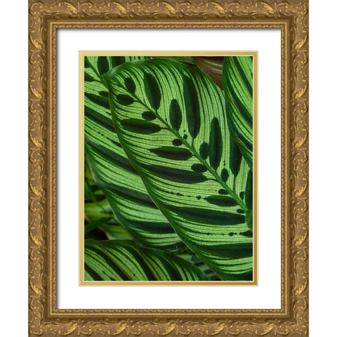 Fiji-Vanua Levu Back-lit green leaves showing veins Gold Ornate Wood Framed Art Print with Double Matting by Merrill Images