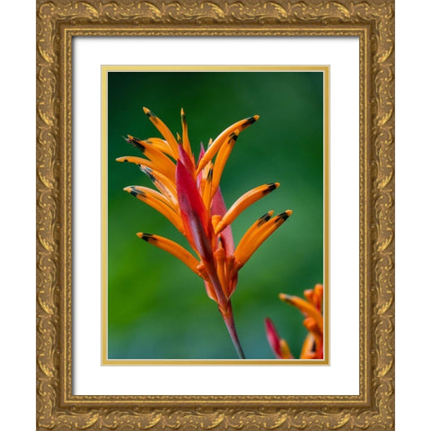 Fiji-Vanua Levu False Bird Of Paradise Flower (Heliconia psittacorum) Gold Ornate Wood Framed Art Print with Double Matting by Merrill Images