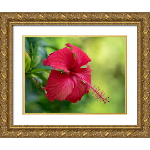Fiji-Taveuni Island Close-up of Hibiscus flower Gold Ornate Wood Framed Art Print with Double Matting by Merrill Images