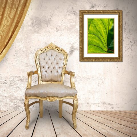 Fiji-Taveuni Island Back-lit close-up of a green leaf showing veins Gold Ornate Wood Framed Art Print with Double Matting by Merrill Images