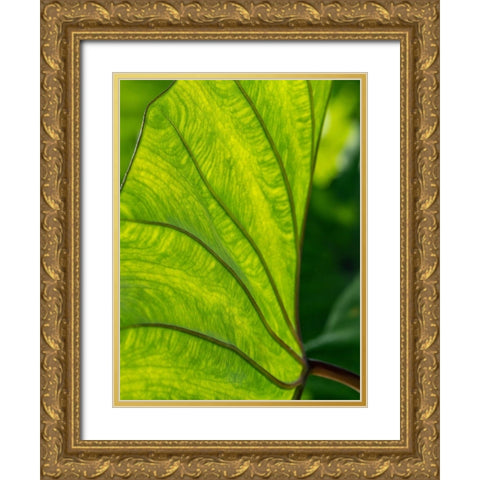 Fiji-Taveuni Island Back-lit close-up of a green leaf showing veins Gold Ornate Wood Framed Art Print with Double Matting by Merrill Images