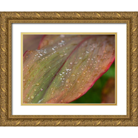 Fiji-Taveuni Island Water droplets on a red and green leaf Gold Ornate Wood Framed Art Print with Double Matting by Merrill Images