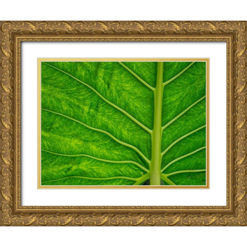 Fiji-Taveuni Island Back-lit close-up of a green leaf showing veins Gold Ornate Wood Framed Art Print with Double Matting by Merrill Images