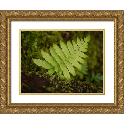 Fiji-Taveuni Island Small fern on a moss-covered log Gold Ornate Wood Framed Art Print with Double Matting by Merrill Images