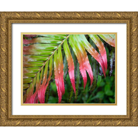 Fiji-Taveuni Island Close-up of a red-tipped Fern Gold Ornate Wood Framed Art Print with Double Matting by Merrill Images