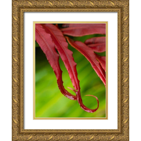 Fiji-Taveuni Island Close-up of a red-tipped Fern Gold Ornate Wood Framed Art Print with Double Matting by Merrill Images
