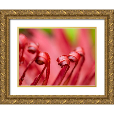 Fiji-Taveuni Island Close-up of a red-tipped Fern Gold Ornate Wood Framed Art Print with Double Matting by Merrill Images