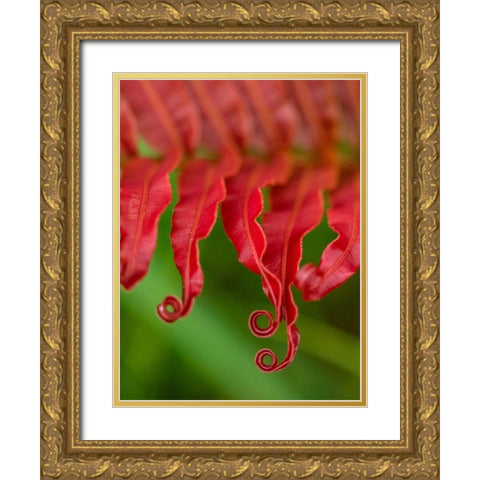 Fiji-Taveuni Island Close-up of a red-tipped Fern Gold Ornate Wood Framed Art Print with Double Matting by Merrill Images