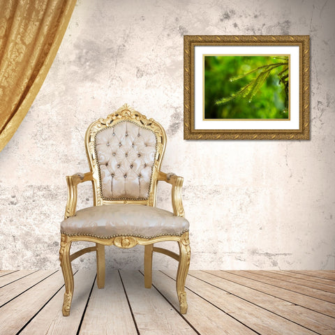 Fiji-Taveuni Island Close-up of a small fern with water drops Gold Ornate Wood Framed Art Print with Double Matting by Merrill Images