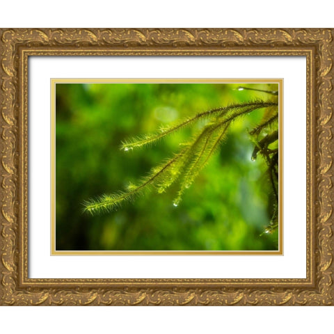 Fiji-Taveuni Island Close-up of a small fern with water drops Gold Ornate Wood Framed Art Print with Double Matting by Merrill Images