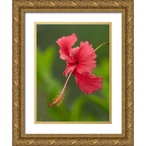 Fiji-Taveuni Island Close-up of hibiscus flower Gold Ornate Wood Framed Art Print with Double Matting by Merrill Images