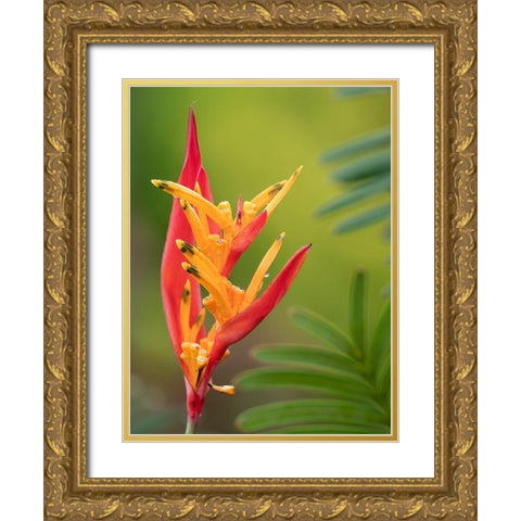 Fiji-Taveuni Island False Bird Of Paradise Flower (Heliconia psittacorum) Gold Ornate Wood Framed Art Print with Double Matting by Merrill Images