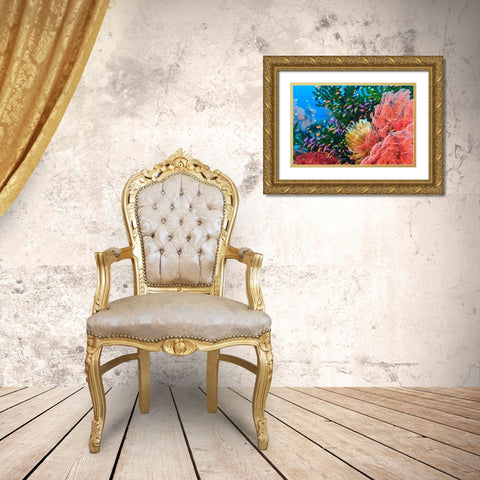 Purple Fairy and Orange Anthias Basslets (Pseudanthias sp)-Viti Levu-Fiji-South Pacific Gold Ornate Wood Framed Art Print with Double Matting by Westmorland, Stuart