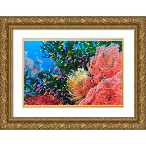 Purple Fairy and Orange Anthias Basslets (Pseudanthias sp)-Viti Levu-Fiji-South Pacific Gold Ornate Wood Framed Art Print with Double Matting by Westmorland, Stuart