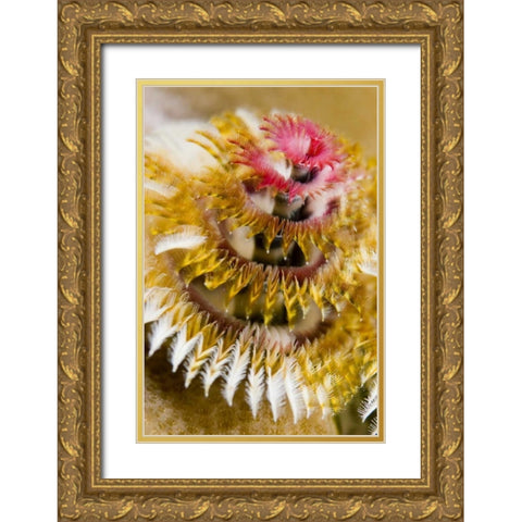 Solomon Islands Christmas tree worm Gold Ornate Wood Framed Art Print with Double Matting by Shimlock, Jones