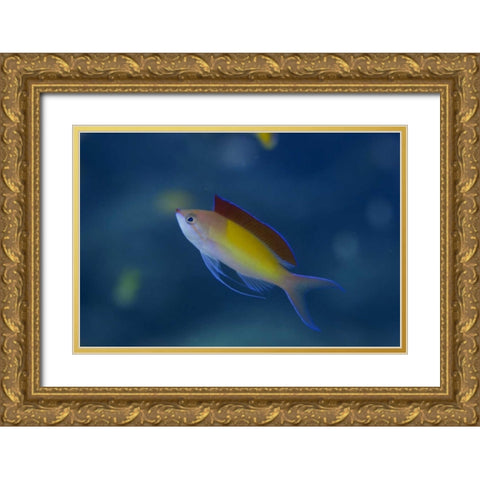 Solomon Islands A displaying male redfin anthias Gold Ornate Wood Framed Art Print with Double Matting by Shimlock, Jones