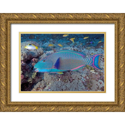 Solomon Is, Meri Island Adult bicolor parrotfish Gold Ornate Wood Framed Art Print with Double Matting by Shimlock, Jones
