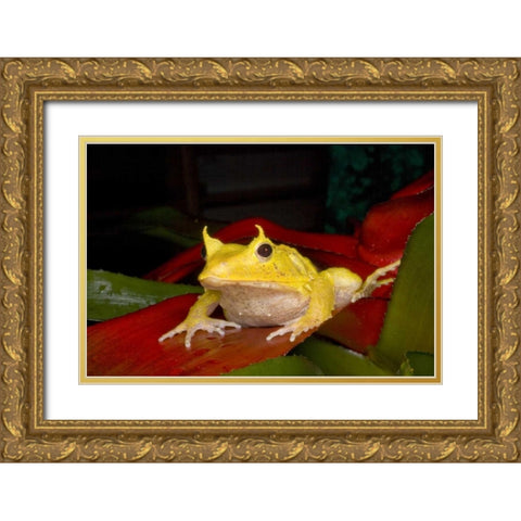 Solomon Islands Solomon Island leaf frog Gold Ornate Wood Framed Art Print with Double Matting by Zuckerman, Jim