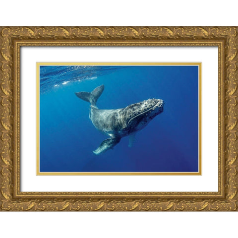 South Pacific-Tonga Humpback calf close-up  Gold Ornate Wood Framed Art Print with Double Matting by Jaynes Gallery