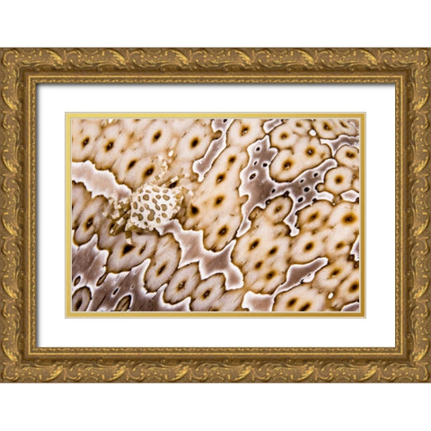 Papua New Guinea, Crab on a sea cucumber Gold Ornate Wood Framed Art Print with Double Matting by Shimlock, Jones