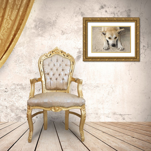 French Polynesia, Bora Bora A stray dog rests Gold Ornate Wood Framed Art Print with Double Matting by Kaveney, Wendy