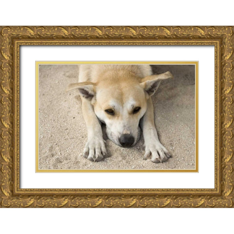 French Polynesia, Bora Bora A stray dog rests Gold Ornate Wood Framed Art Print with Double Matting by Kaveney, Wendy