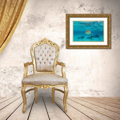 French Polynesia- Moorea. Front view of black-tipped reef shark. Gold Ornate Wood Framed Art Print with Double Matting by Jaynes Gallery
