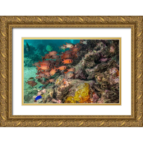 French Polynesia- Moorea. School of soldierfish and coral. Gold Ornate Wood Framed Art Print with Double Matting by Jaynes Gallery