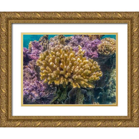 French Polynesia- Bora Bora. Close-up of coral garden. Gold Ornate Wood Framed Art Print with Double Matting by Jaynes Gallery
