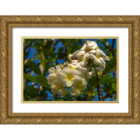 French Polynesia- Tahaa. Close-up of white plumeria blossoms. Gold Ornate Wood Framed Art Print with Double Matting by Jaynes Gallery