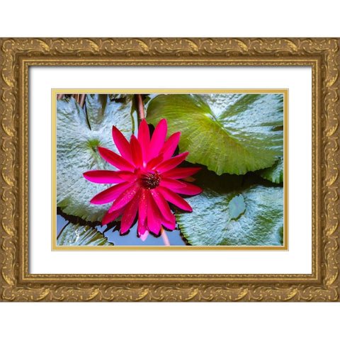 French Polynesia- Moorea. Lotus blossom and pads close-up. Gold Ornate Wood Framed Art Print with Double Matting by Jaynes Gallery