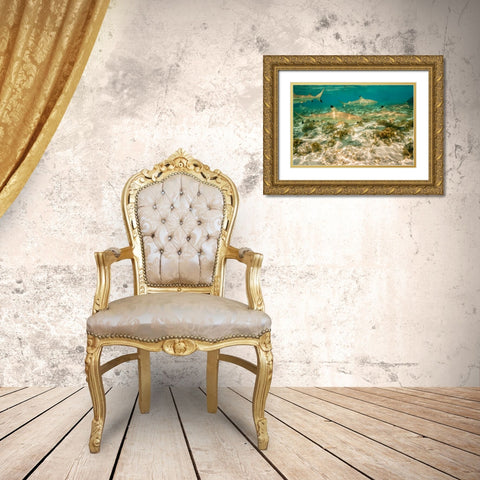 French Polynesia- Bora Bora. Black-tipped reef sharks close-up. Gold Ornate Wood Framed Art Print with Double Matting by Jaynes Gallery