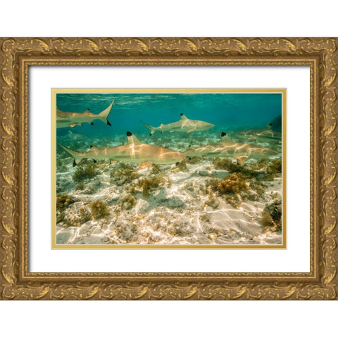 French Polynesia- Bora Bora. Black-tipped reef sharks close-up. Gold Ornate Wood Framed Art Print with Double Matting by Jaynes Gallery