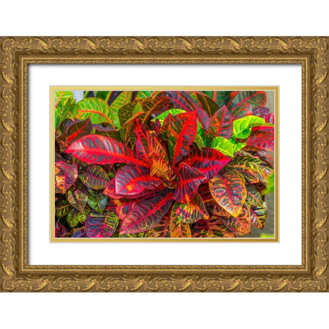 Colorful leaves-Moorea-Tahiti-French Polynesia Gold Ornate Wood Framed Art Print with Double Matting by Perry, William