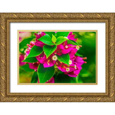 Pink bougainvillea closeup-Moorea-Tahiti-French Polynesia Gold Ornate Wood Framed Art Print with Double Matting by Perry, William
