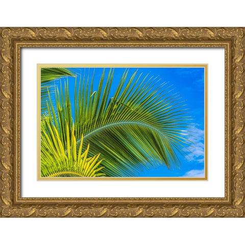 Green palm fronds-Moorea-Tahiti-French Polynesia Gold Ornate Wood Framed Art Print with Double Matting by Perry, William