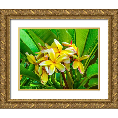 Frangipani plumeria-Moorea-Tahiti-French Polynesia Gold Ornate Wood Framed Art Print with Double Matting by Perry, William