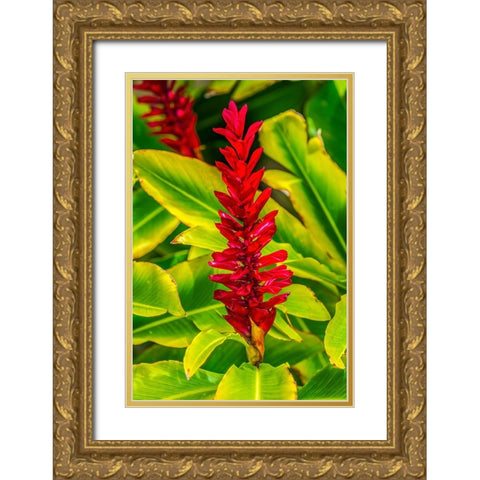 Pinecone ginger-Moorea-Tahiti-French Polynesia-Native to Malaysia Gold Ornate Wood Framed Art Print with Double Matting by Perry, William