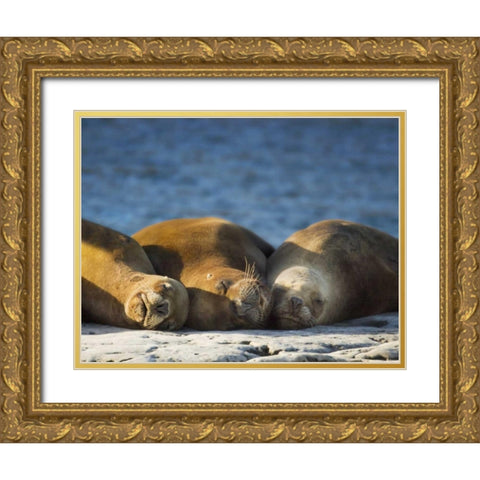 Argentina, Chubut Three sleeping sea lions Gold Ornate Wood Framed Art Print with Double Matting by Kaveney, Wendy