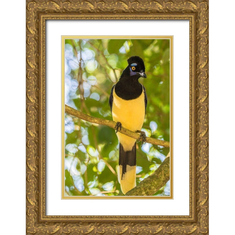 Argentina-Iguazu Falls National Park Plush-crested jay in tree  Gold Ornate Wood Framed Art Print with Double Matting by Jaynes Gallery