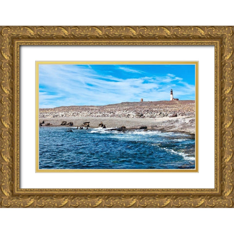 Argentina-Santa Cruz Puerto Deseado-Isla Pinguino (Penguin Island)-sea lions Gold Ornate Wood Framed Art Print with Double Matting by Molinari, Michele