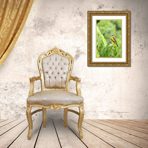 Belize-Central America-Tropical Kingbird Gold Ornate Wood Framed Art Print with Double Matting by Norring, Tom