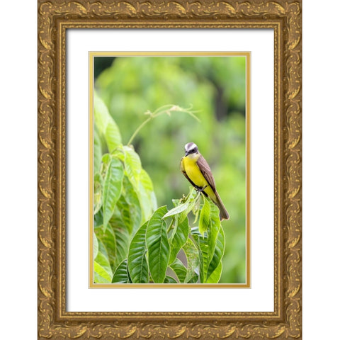 Belize-Central America-Tropical Kingbird Gold Ornate Wood Framed Art Print with Double Matting by Norring, Tom