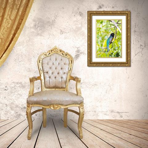 Belize-Central America-Gartered Trogon with iridescent bluish back Gold Ornate Wood Framed Art Print with Double Matting by Norring, Tom