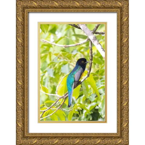 Belize-Central America-Gartered Trogon with iridescent bluish back Gold Ornate Wood Framed Art Print with Double Matting by Norring, Tom