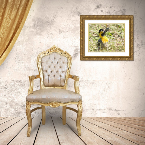 Brazil, Pantanal Campo flicka in ground cover Gold Ornate Wood Framed Art Print with Double Matting by Williams, Joanne
